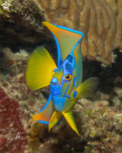 A Holacanthus ciliaris | Queen Angelfish