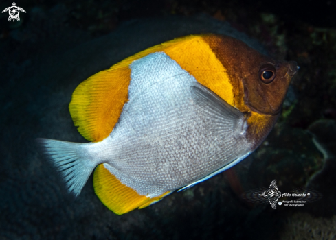 The Yellow Zoster Butterflyfish - Pyramid Butterflyfish