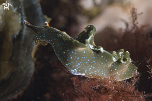 A Elysia viridis | Groene wierslak  (Elysia viridis)