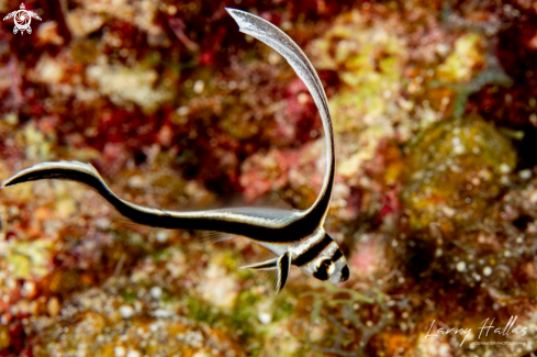 A Juvenile Spotted Drum