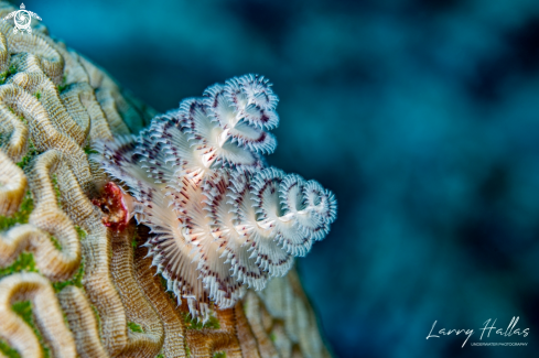 A Christmas Tree Worm