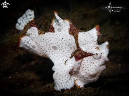 A Warty Frogfish