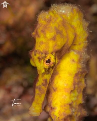 A Hippocampus reidi | Seahorse