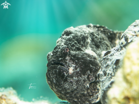 A Antennarius multiocellatus | Frogfish