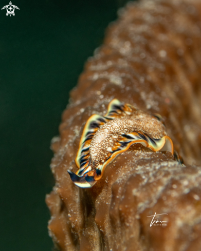 A Maritigrella newmanae | Marine Flatworm