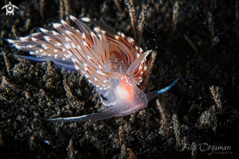 A Facelina bostoniensis