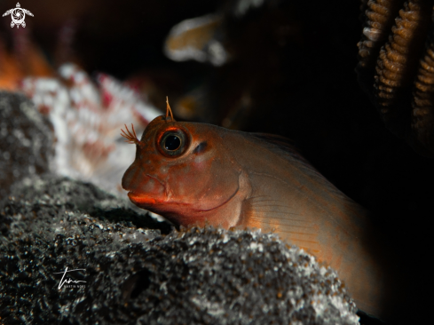 A Ophioblennius macclurei | Redlip Blennie