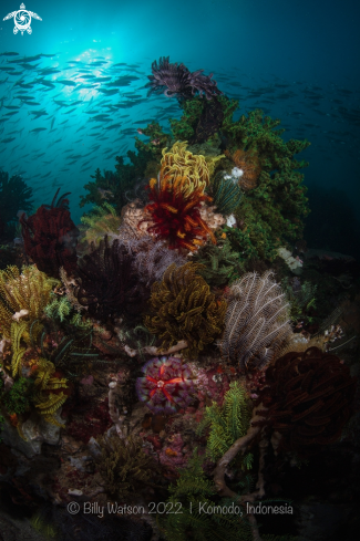 A Fire Urchin, Crynoids and Green Tube Coral