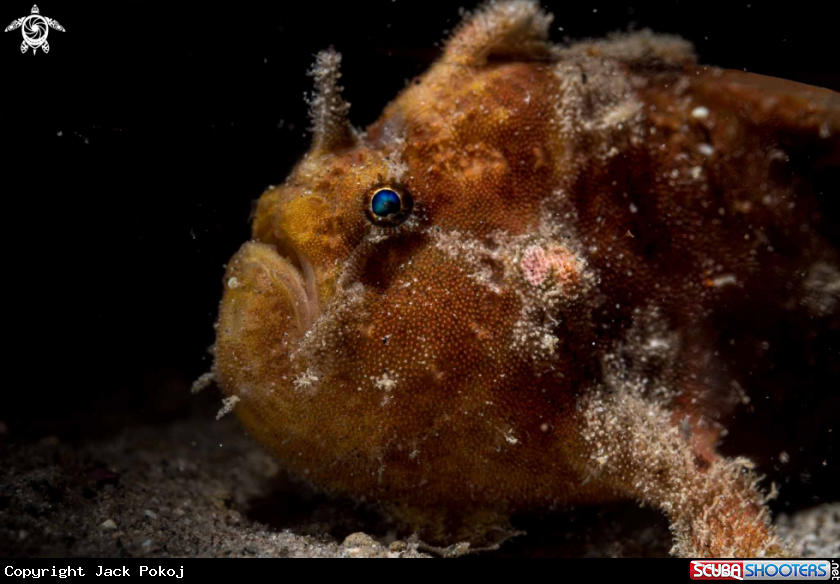 A Spotfin frogfish
