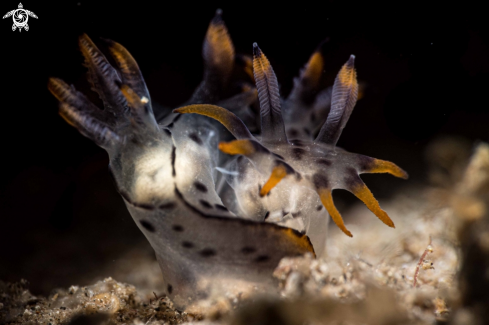 A Polycera abei