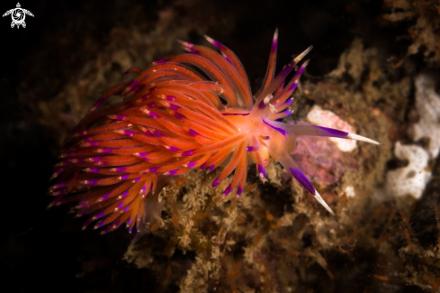 A Red lined Flabellina