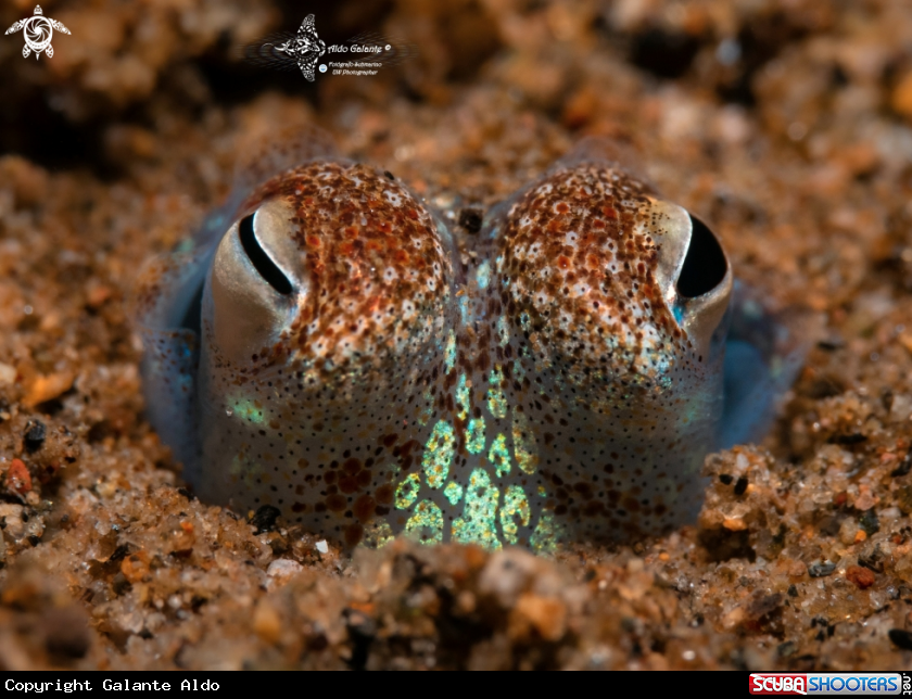 A Bobtail squid (Size: 3 cm)