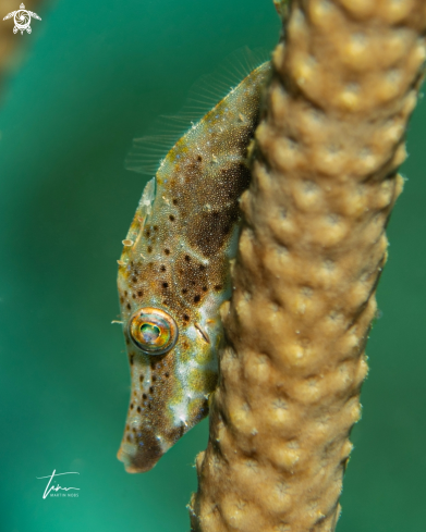 A Slender Filefish