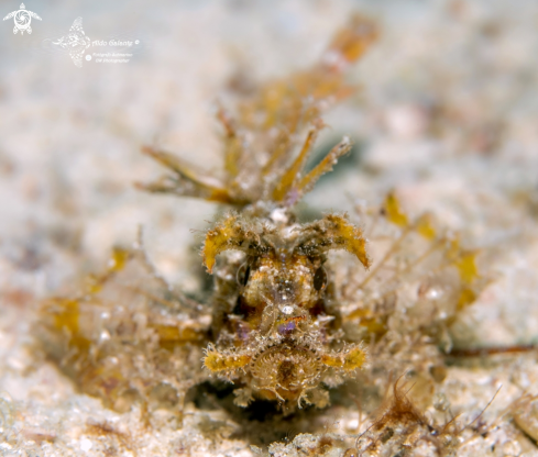 A Ambon Scorpionfish