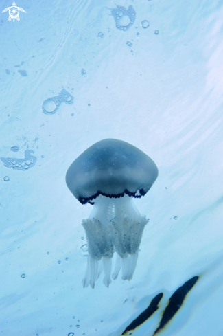 A Rhizostoma pulmo | Polmone di mare