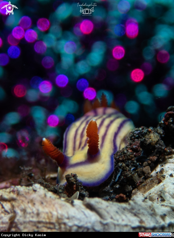 A Striped Candy Nudibranch