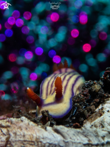 A Striped Candy Nudibranch