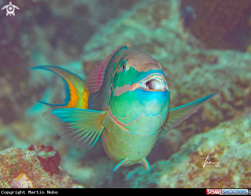 A Stoplight Parrotfish