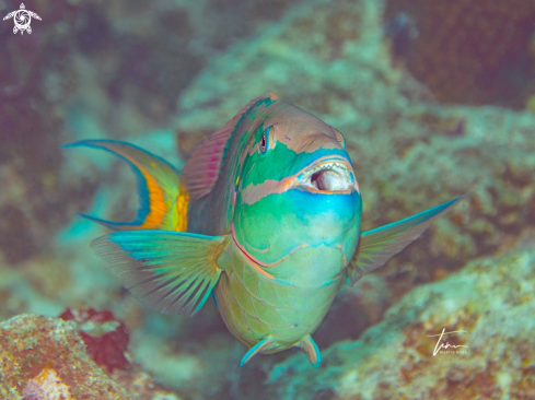 A Stoplight Parrotfish