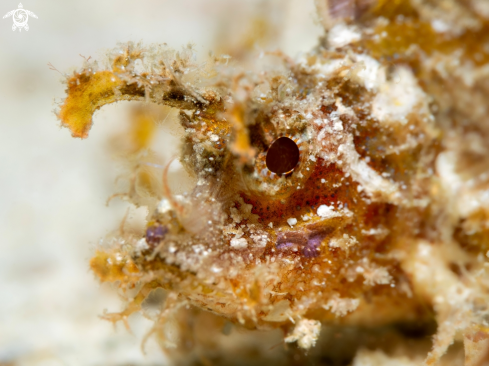 A Ambon Scorpionfish