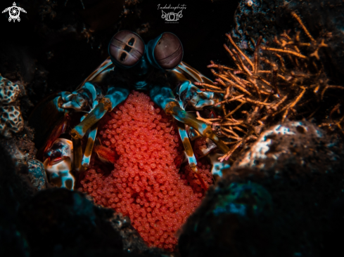 A Peacock Mantis Shrimp