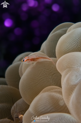 A Pleurosicya mossambica  | Ghost goby