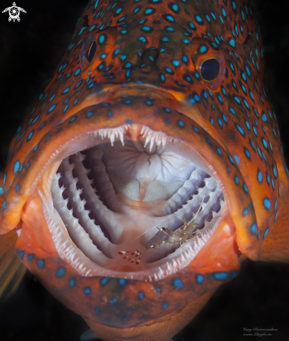 A Urocaridella sp. cleaning Cephalopholis miniata | Mouth