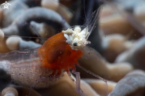 A Cuapetes kororensis | Popcorn shrimp