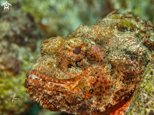 A Spotted Scorpionfish