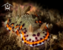 A Chromodoris naiki nudibranch