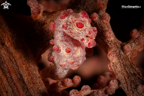 A Bargibanti pigmy seahorse