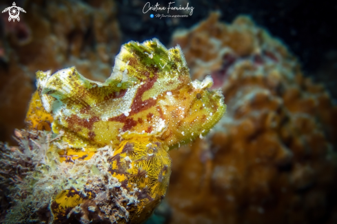 A Leaf scorpionfish