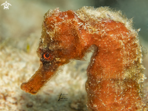 A Seahorse