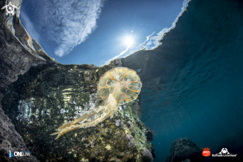 A Pelagia noctiluca | Jellyfish