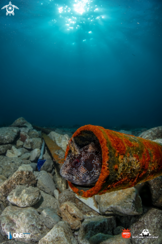 A Roster blenny