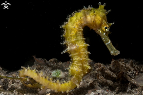 A Thorny Seahorse