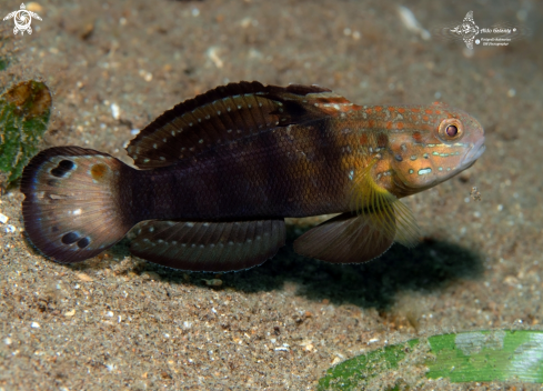 A Banded Goby