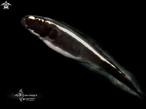 A Convict Blenny / Goby (The family Pholidichthyidae.)