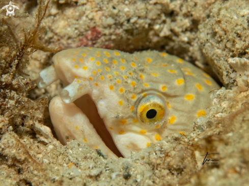 A Sharptail Snake eel