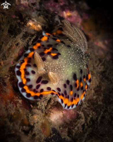 A Chromodoris nudibranch