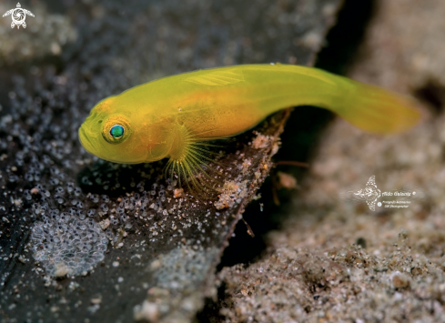 A Yellow Pygmy Goby