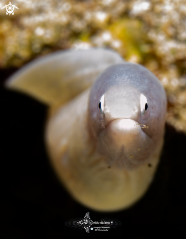 A White Eyes Moray Eel