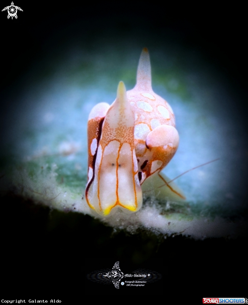 A Siphopteron Sea Slug (Less than 5 mm)