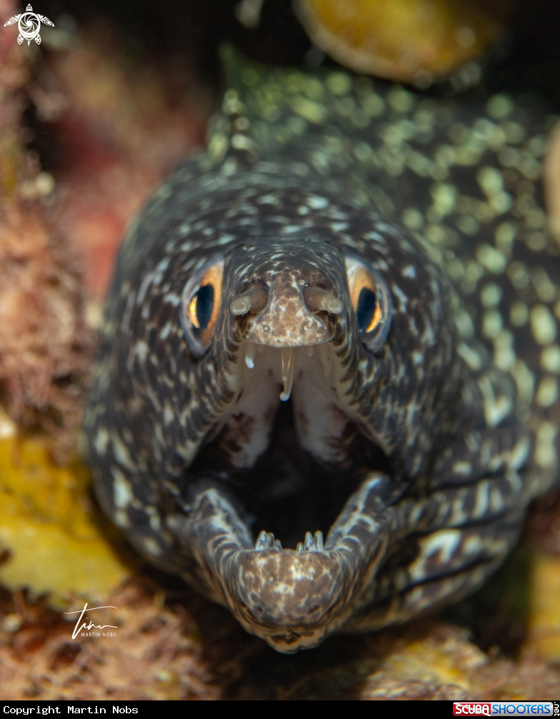 A Spotted Moray eel