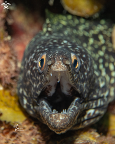A Spotted Moray eel