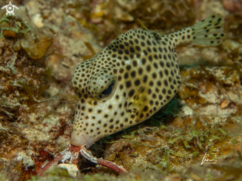 A Spotted Trunkfish