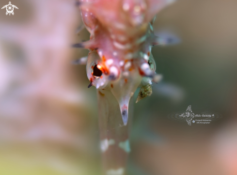 A Thorny Seahorse