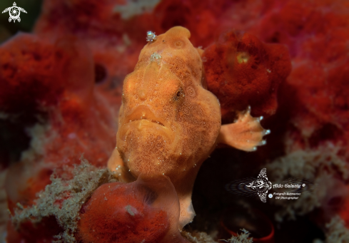 A Frogfish