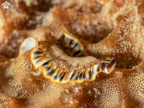 A Marine Flatworm