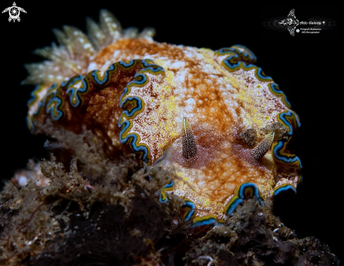 A Glossodoris Nudibranch